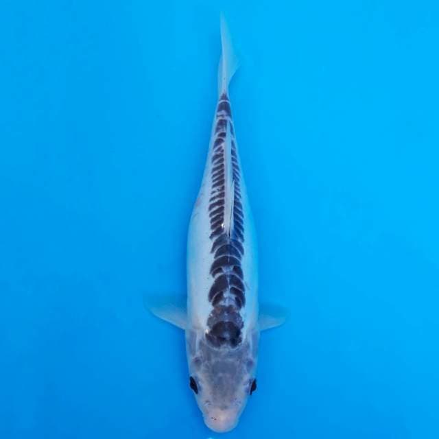 Shusui 27cm