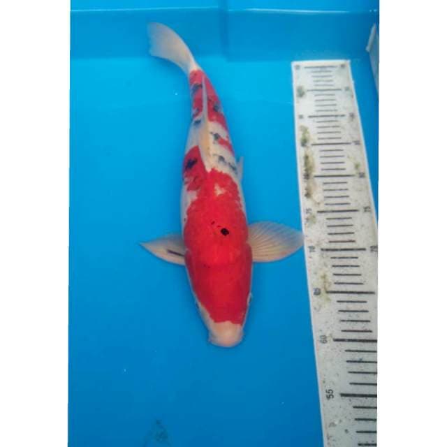 Showa 45cm