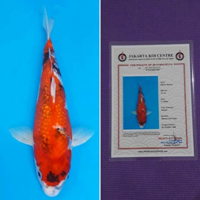 Okawa ginrin showa 35cm