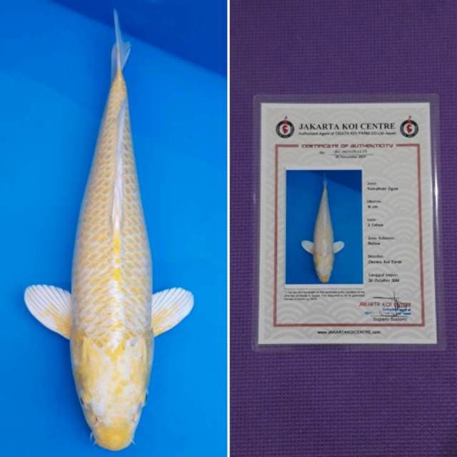 Okawa yamabuki ogon 41cm