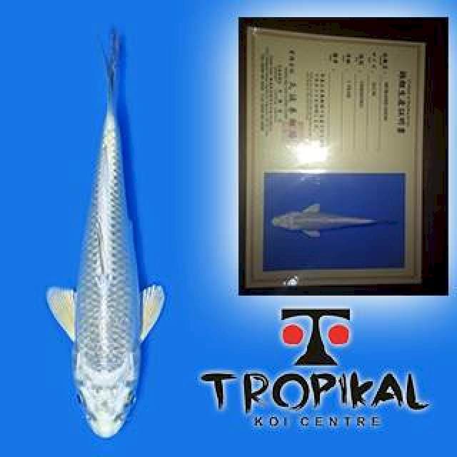 Mukashi Ogon (Marusei) 16cm. Import dan Sertifikat