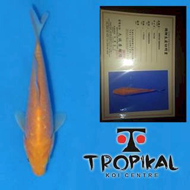 Doitsu Benigoi (Marusei) 19cm. Import dan Sertifikat