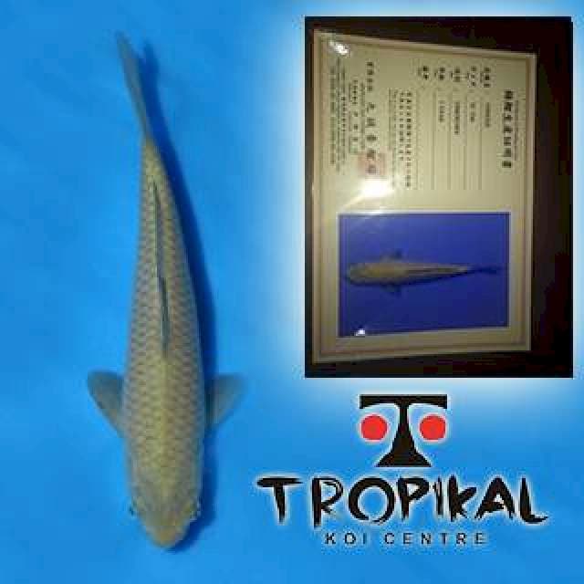 Chagoi(Marusei) 23cm. Import dan Sertifikat
