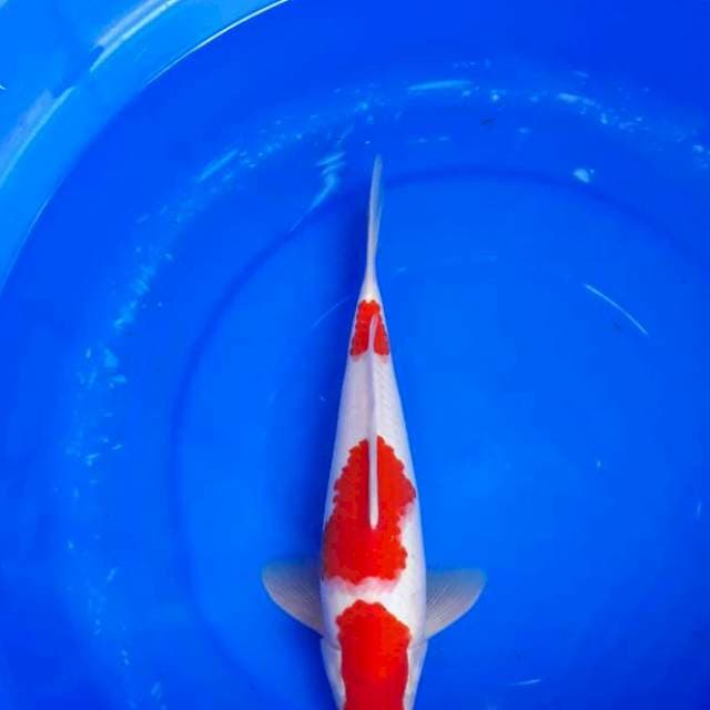 Kohaku SQ