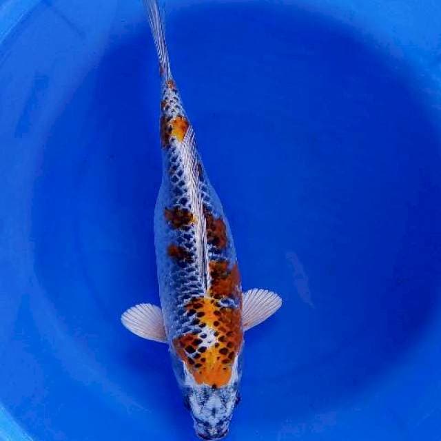 Antik 32cm 