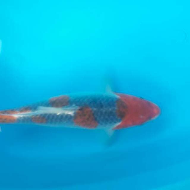 34 cm goshiki