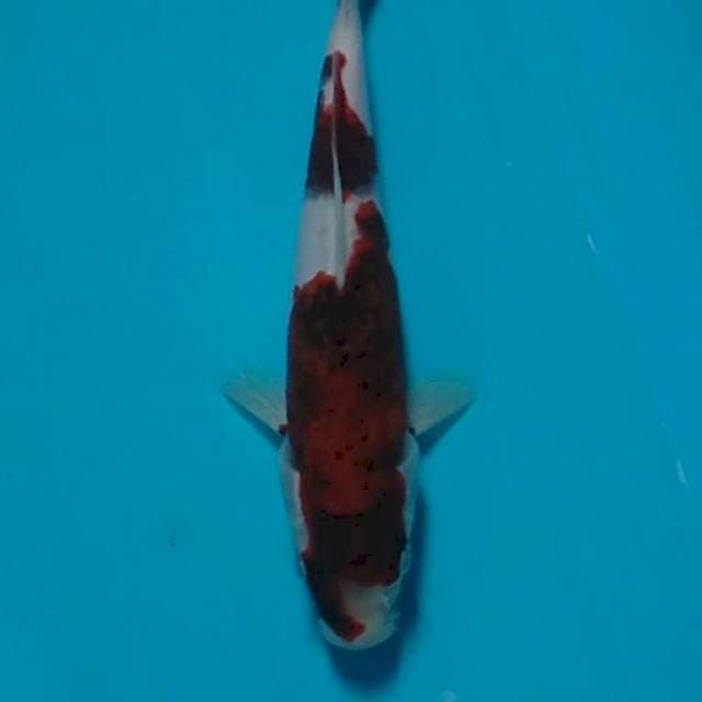 Budho goromo