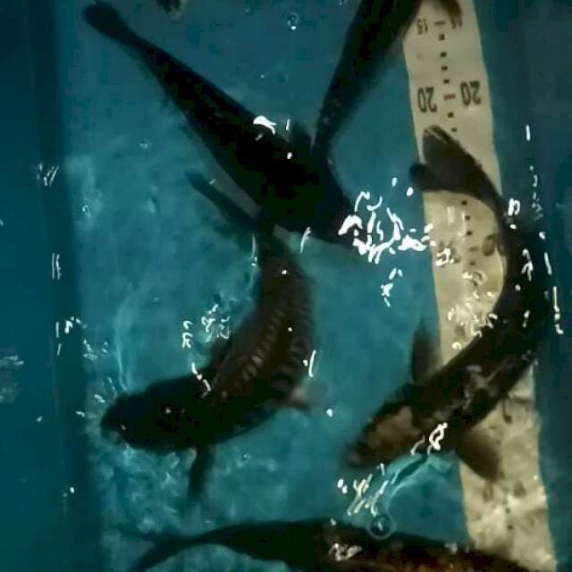 Karasu 7 ekor