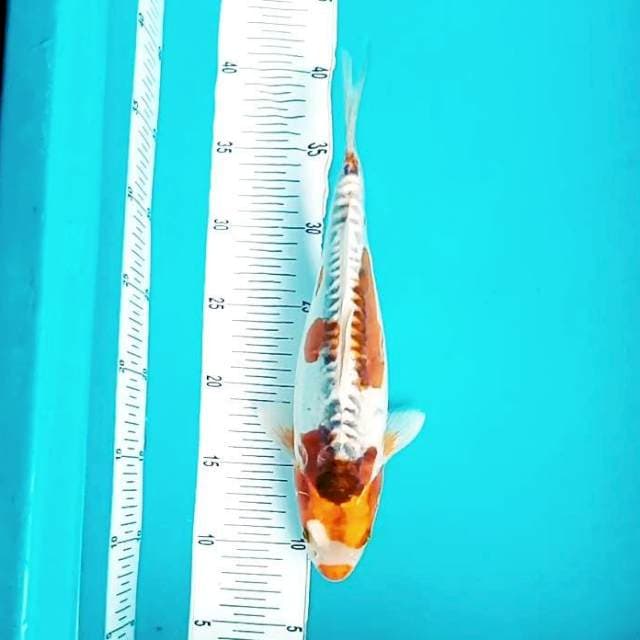 2. Kucibeni Kiko || 35 cm