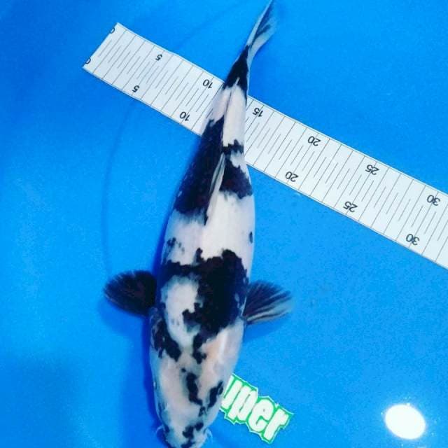 Shiro cntik 34 cm