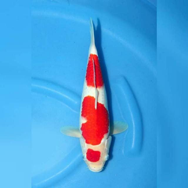 Kohaku show Quality