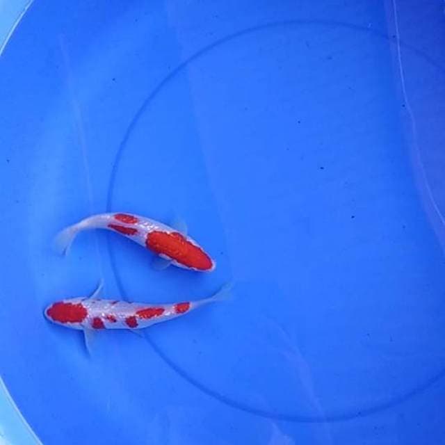 Duo Rising Star - Ginrin Kohaku Merah Solid