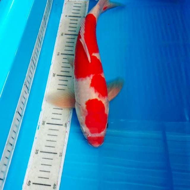 Kohaku 36cm