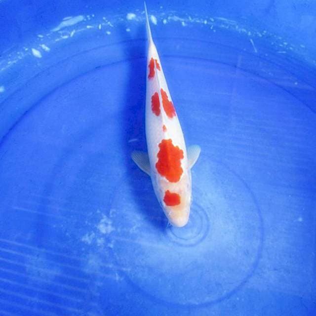 Kohaku ±27cm