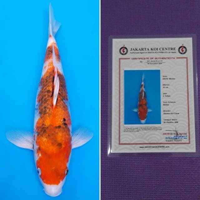 Okawa ginrin showa 43cm