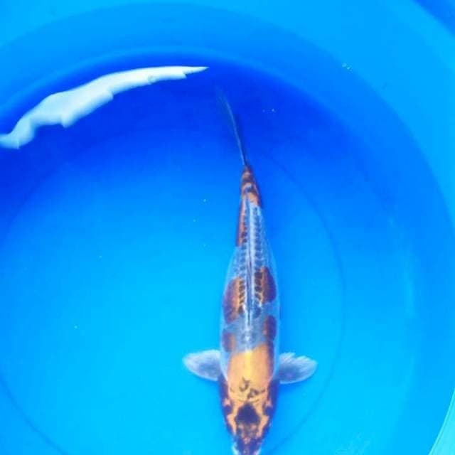 Kiko jumbo