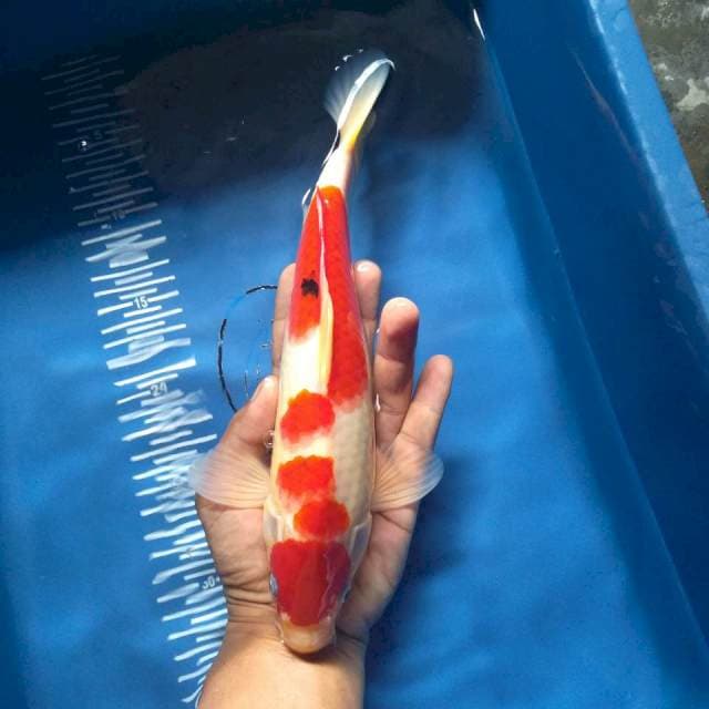 Maruten sanken male 28cm