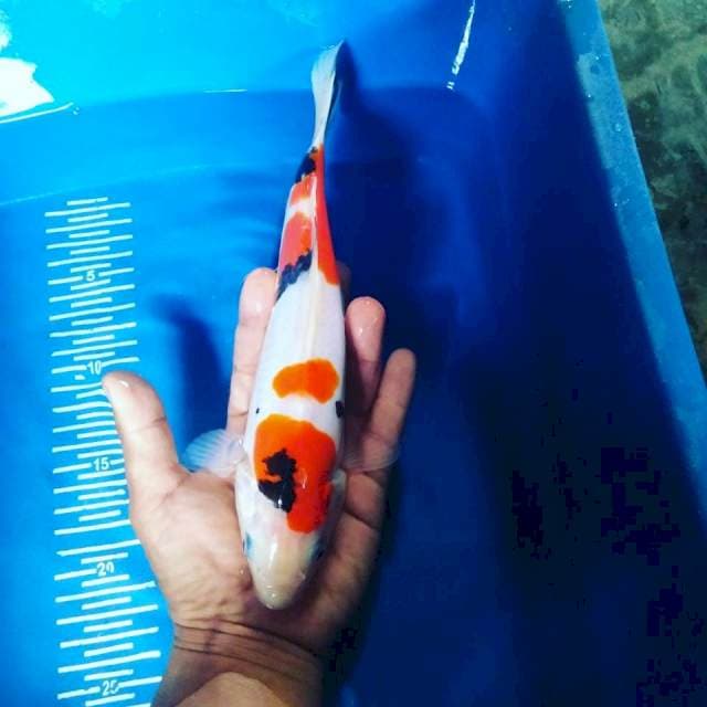 Doitsu 26cm
