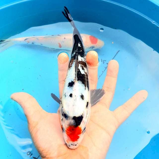 Tancho Showa 23cm