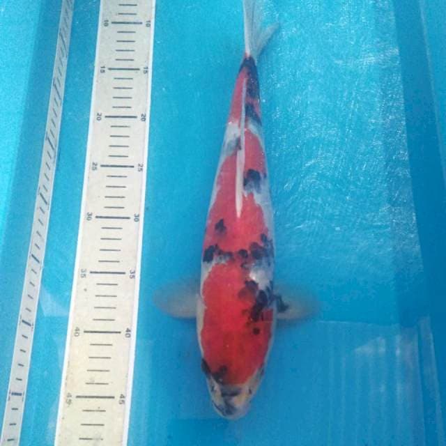 Showa, 38cm male