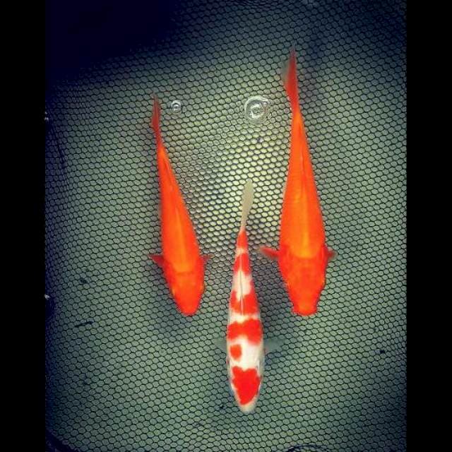Mix