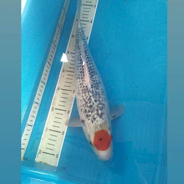 Tancho Goshiki, 40 cm