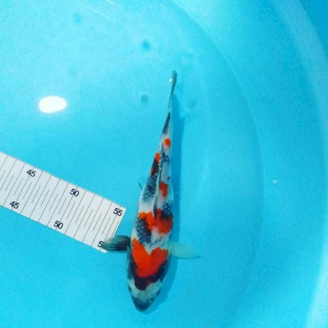 Showa 24 cm
