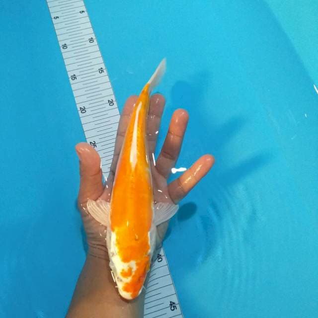 Aragoke 26cm