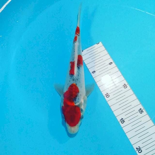 Ghosiki 24cm