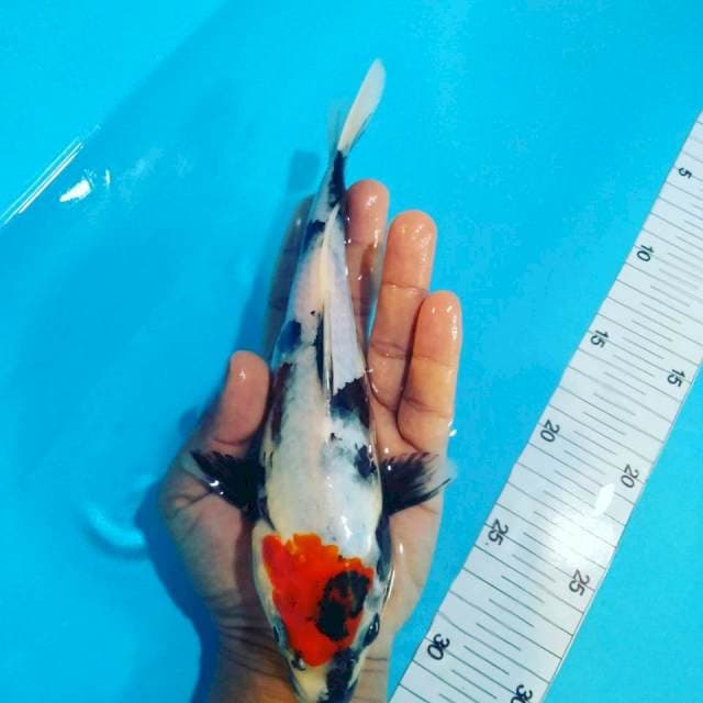 Tancho showa 23cm