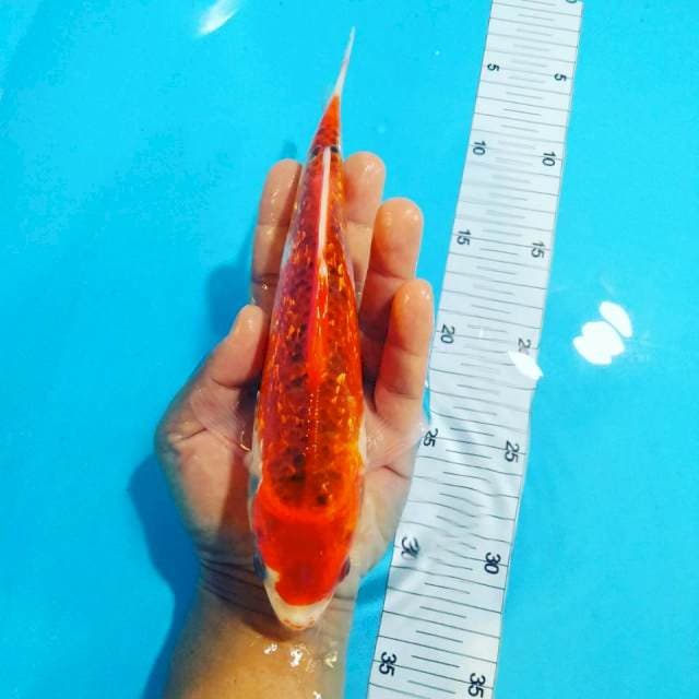 Ghosiki blink blink 24 cm