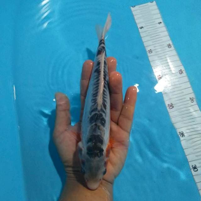 Shusui 23 cm