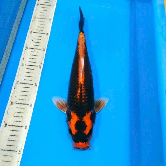 Kabuto male jozz 40bu