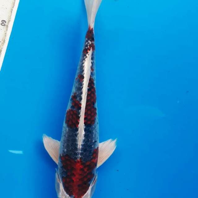 Kojaku jos 34cm