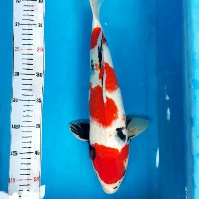 Kindai sowa 37cm jantan