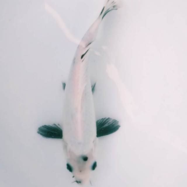 SHIRO 25 CM MALE