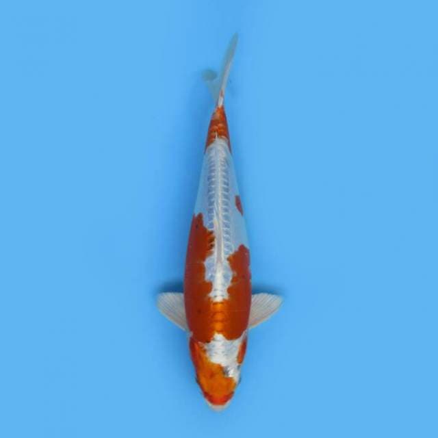 KIKUSHUI METALIC 33 CM