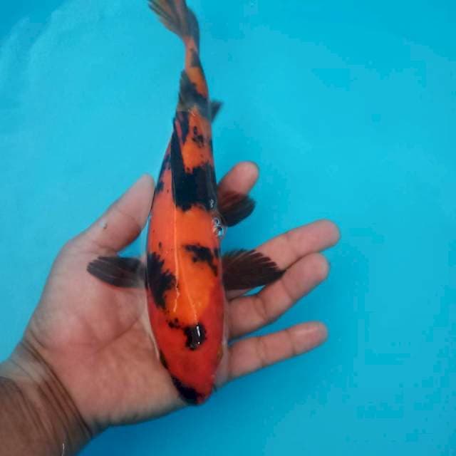 Hi utsuri 30cm