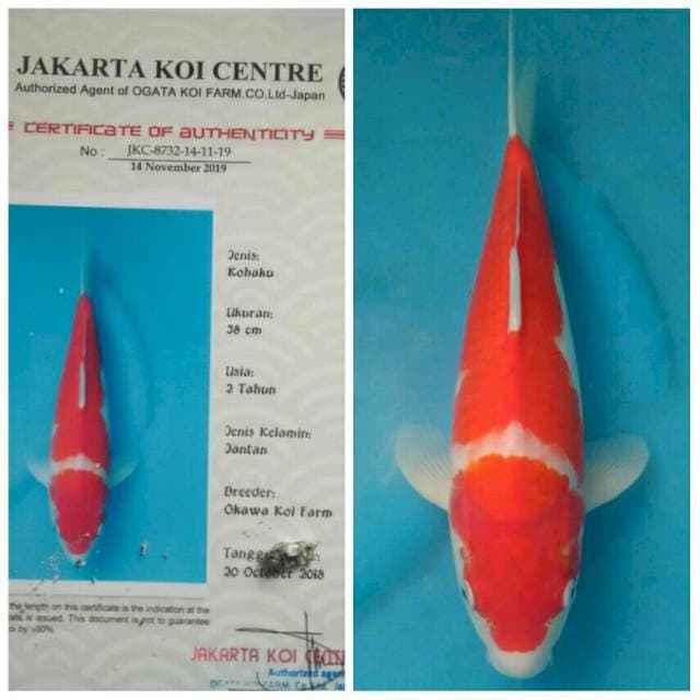 Okawa Kohaku, bakat punuk..!!
