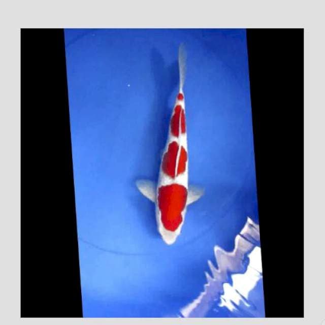 super kohaku 4step 30bu