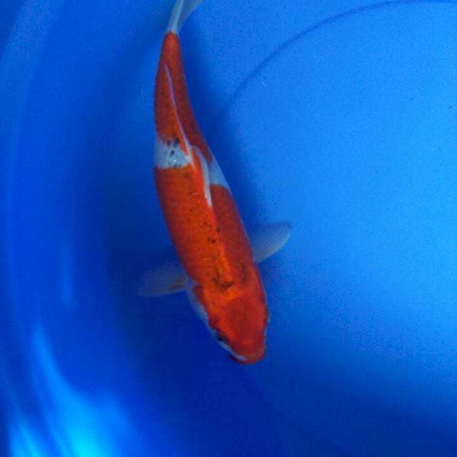 GHOSIKI RED STRONG 35an