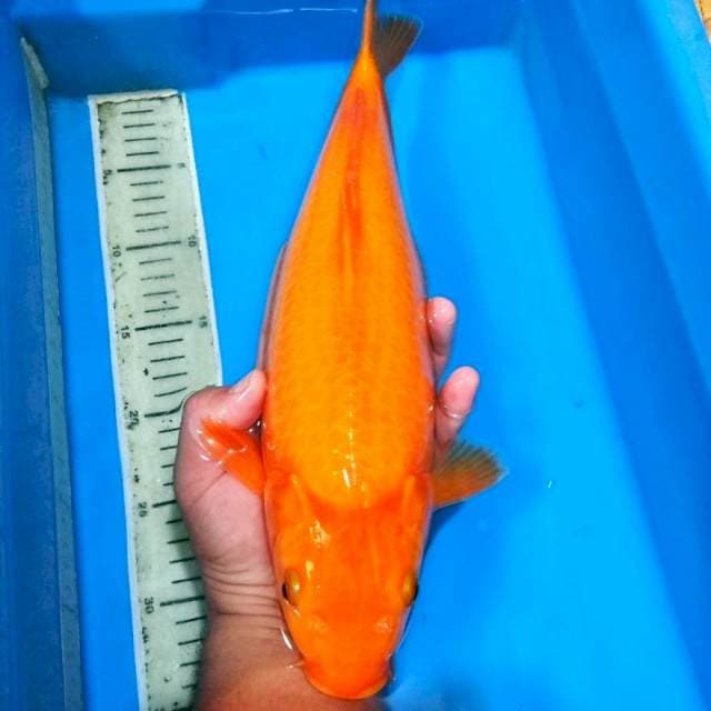  Jitai karashi jozz 40bu 