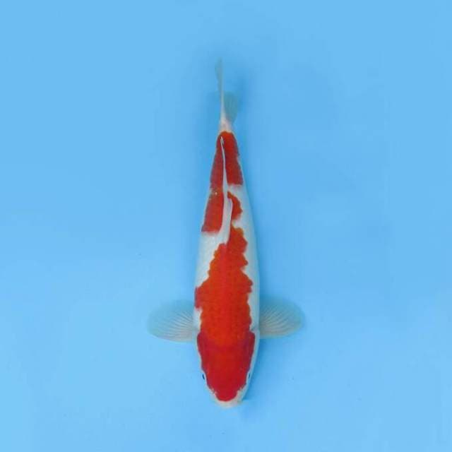 KOHAKU F1 GOOD BODY 38 CM