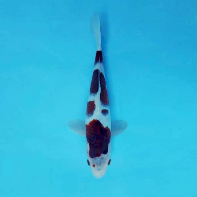 NAGA AIR 2 - GOROMO ®