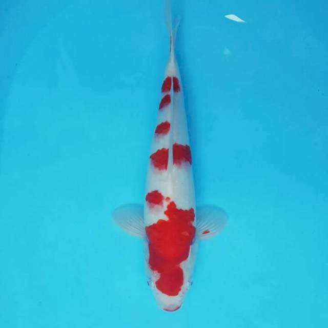 NAGA AIR 10 - KOHAKU SAKURA ®