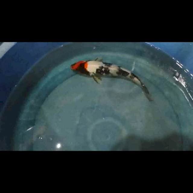 Tancho showa 25 cm