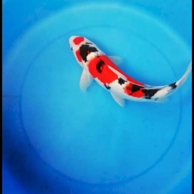 Maruten sanke 27 cm