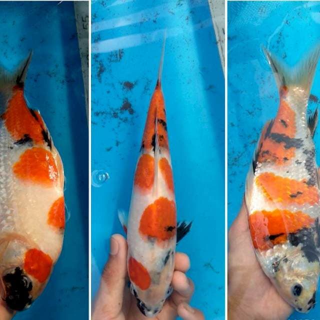 Punuk