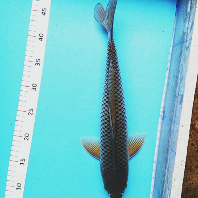 Soragoi 38cm male