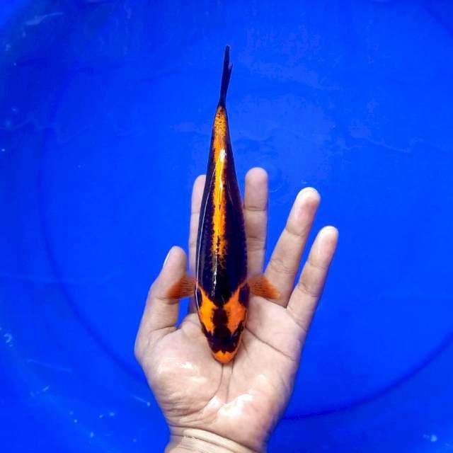 c. Sage Mode || 24 cm